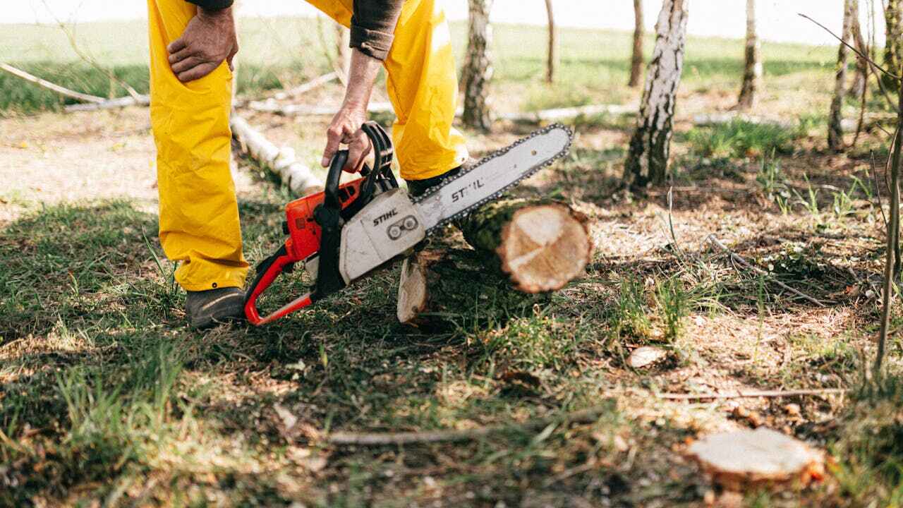 Tree Removal for Businesses